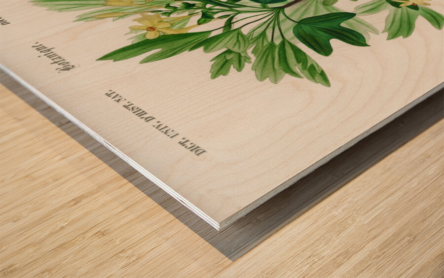 Hummingbird fuchsia Fuchsia gracilis Wood print