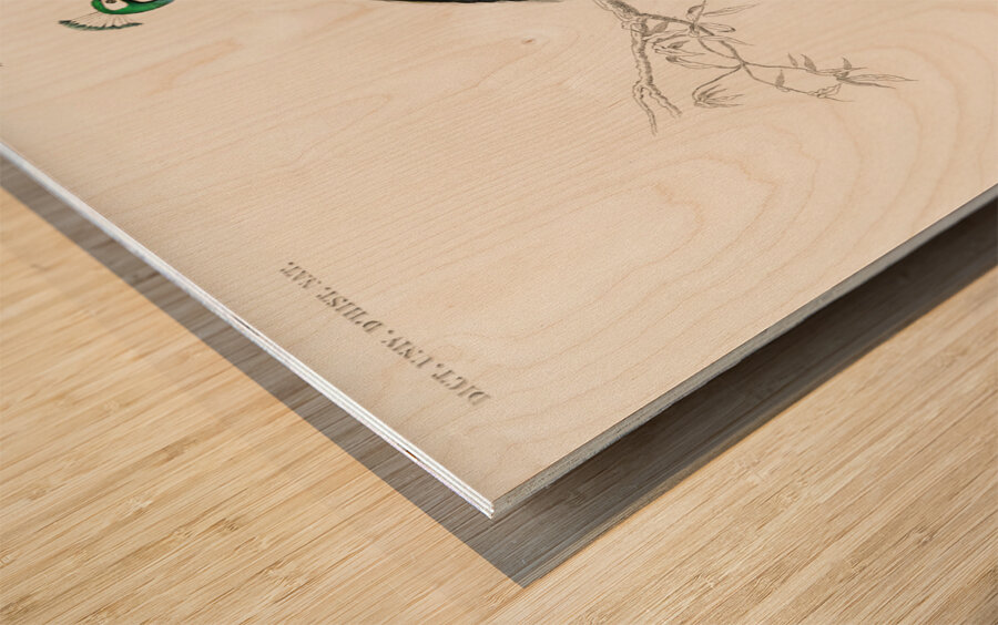 Indian peafowl bird Wood print