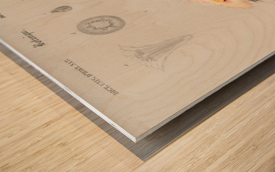 Starry Ball Mammillaria elephantidens Wood print