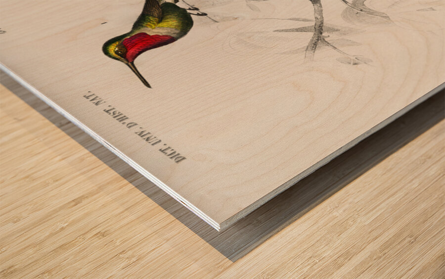 Different types of birds Wood print