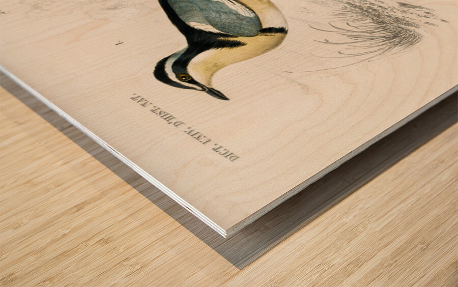 Different types of birds Wood print