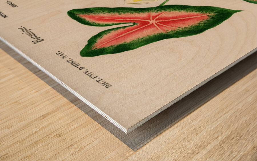 Elephant ear Caladium bicolor Wood print