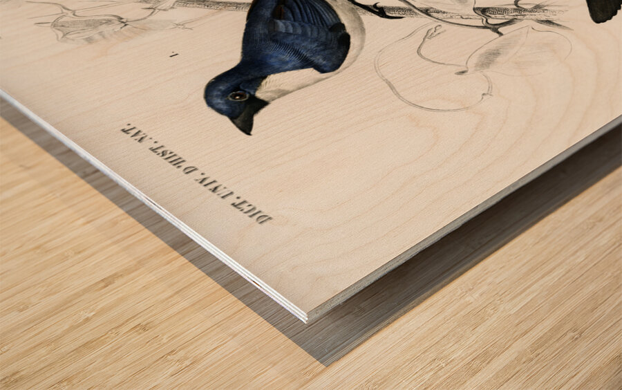 Different types of birds Wood print