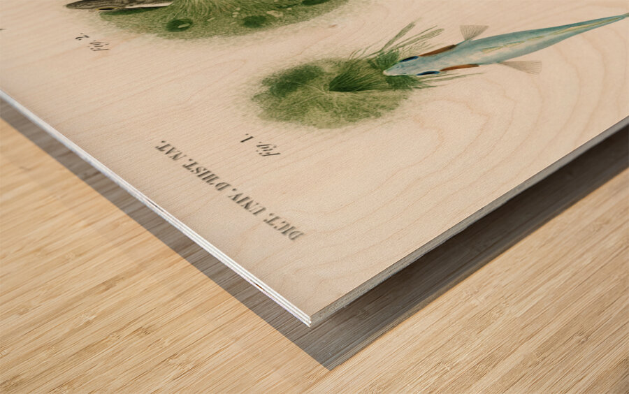 Gasterosteus Aculeatus Wood print