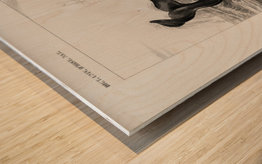 Balaena mysticetus Bowhead whale Wood print