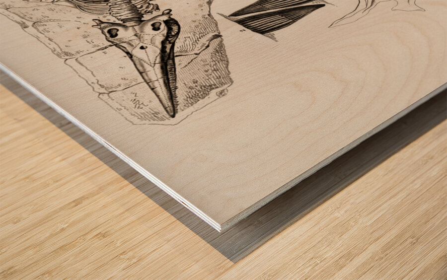 Chthyosaurus Wood print