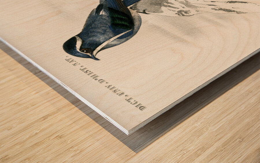 Different types of birds Wood print