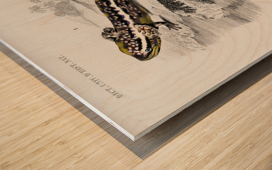 Mudpuppy Menabranchus lateralis and Greater siren Siren lacertina Wood print