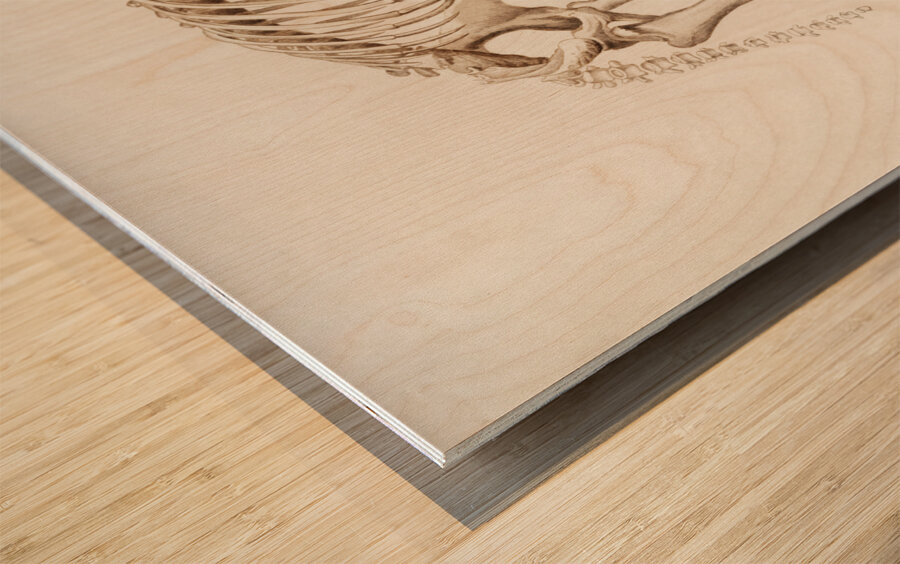 Mudpuppy Menabranchus lateralis and Greater siren Siren lacertina Wood print