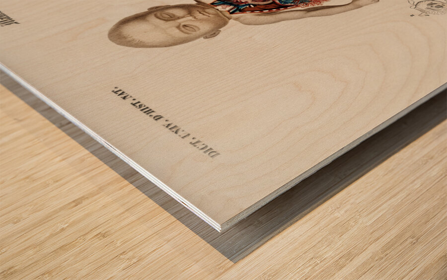 Circulation of the blood In a fetus Wood print