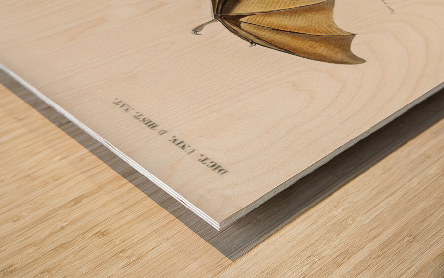 Bat Roufsette Wood print