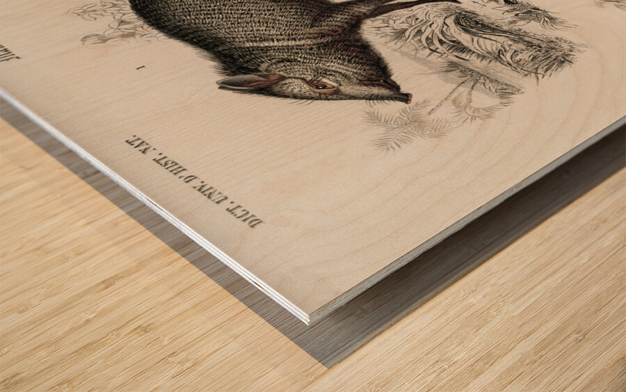 Pecari and Sus scropha Wood print