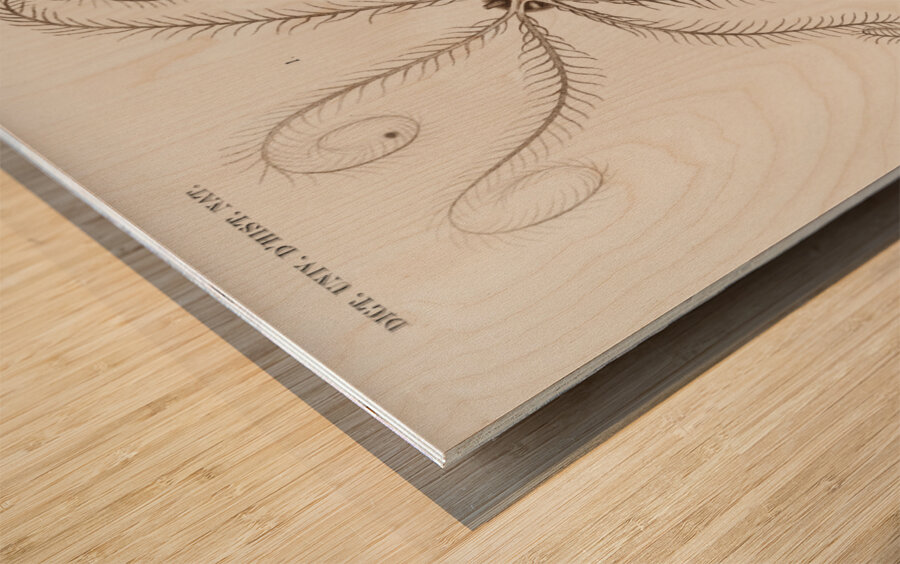 Comatula Mediterranea Wood print