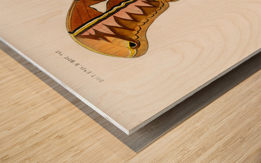 Attacus Atlas Moth Attacus Aurora Wood print