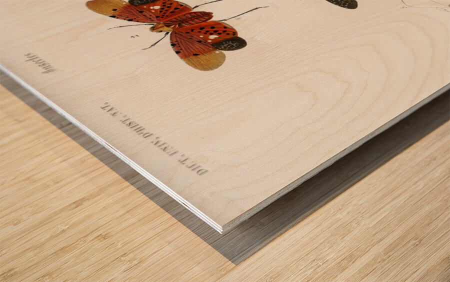 Collection of moths Impression sur bois