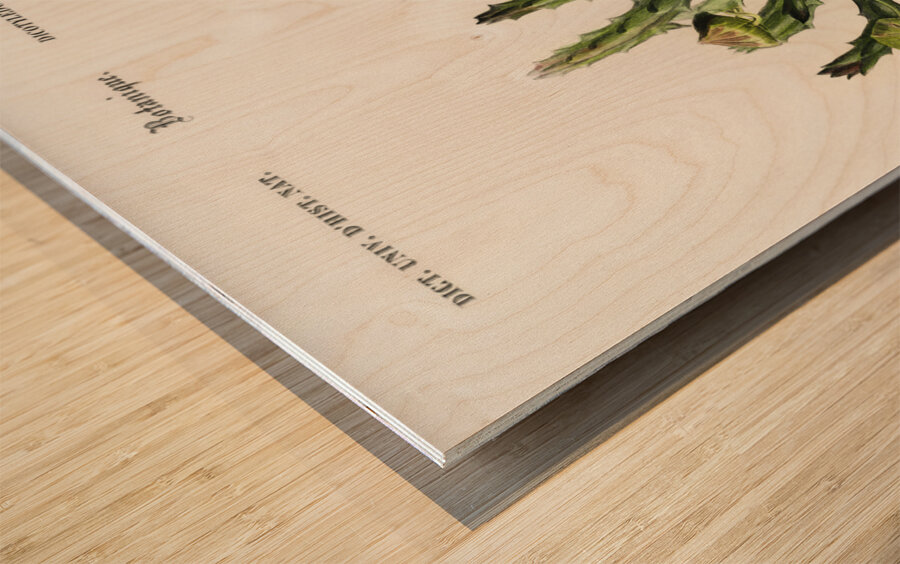 Carrion-flower Stapelia variegata Wood print