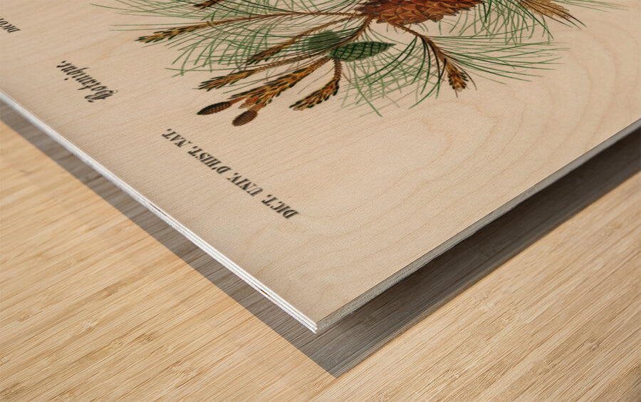 Martime pine Pinus maritima Wood print