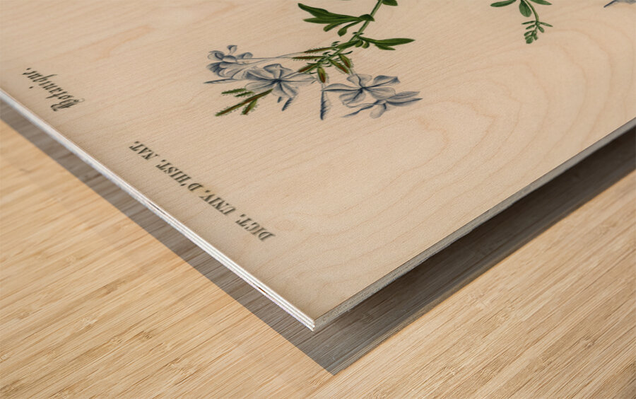 Plumbago Capensis Wood print
