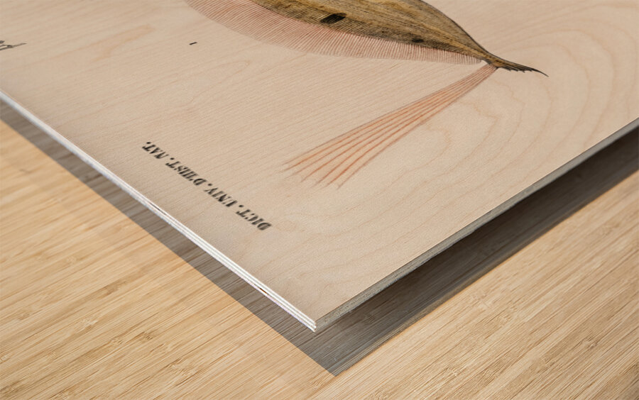 Different types of fishes Wood print