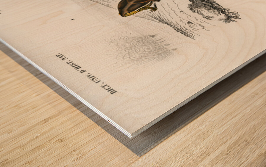 Oval frog Engystoma ovale and Green toad Bufo viridis Wood print