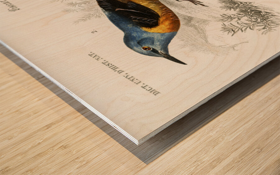 Different types of birds Wood print