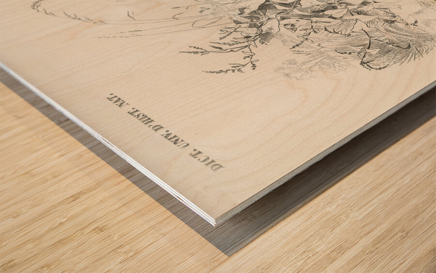 Ring-neckrd pheasant Phasianus colchicus Wood print