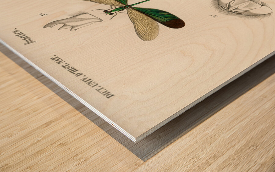 Different types of dragonflies Wood print