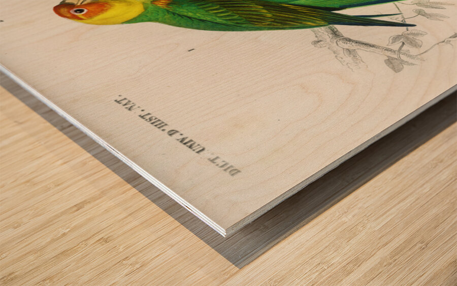 Different types of birds Wood print