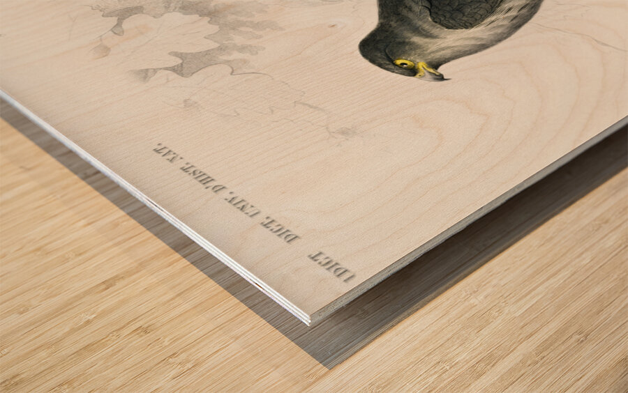 Different types of birds Wood print