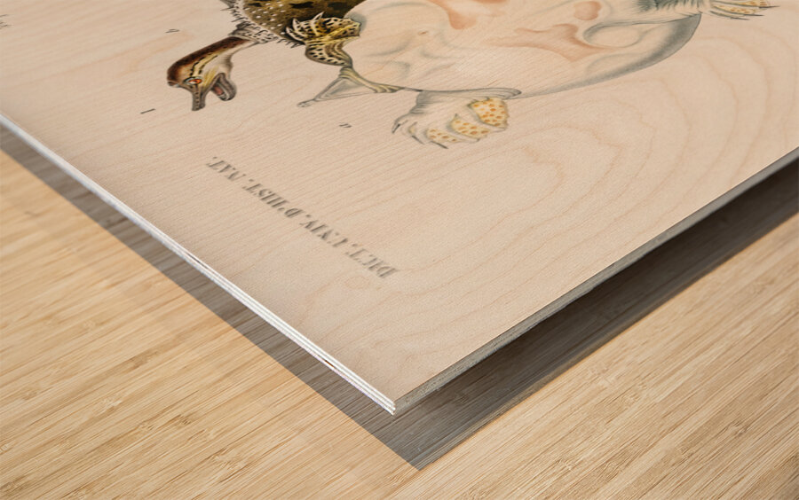 Green Sea Turtle Chelonia mydus and Spiny softshell turtle Gymnopus spiniferus Wood print