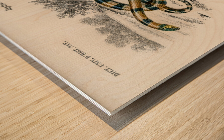 Coral Snake Elaps Corallinus and Egyptian Cobra Naja Hoje Wood print
