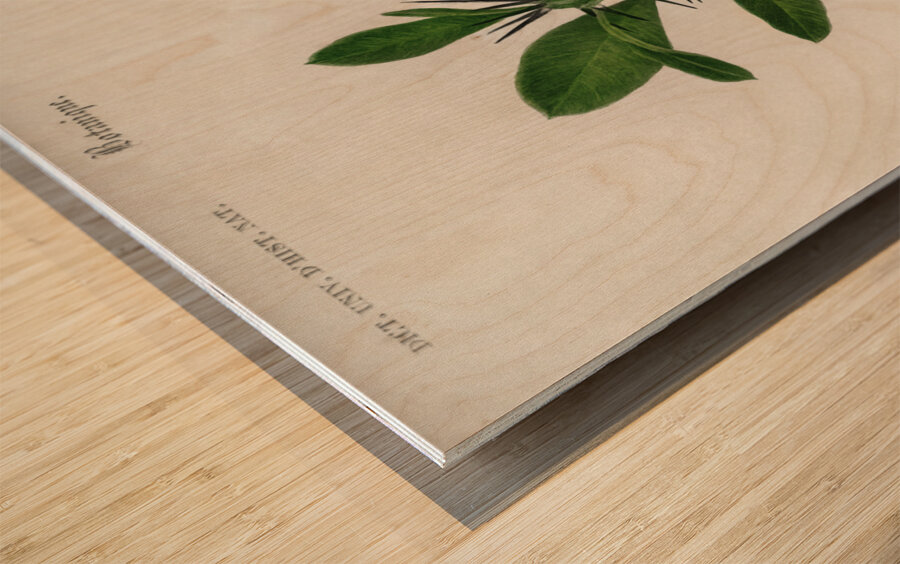 Euphorbia Splendens Wood print