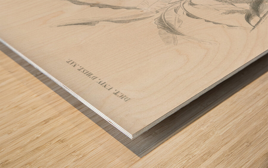 Square-tailed drongo Edoius caerulescens Wood print