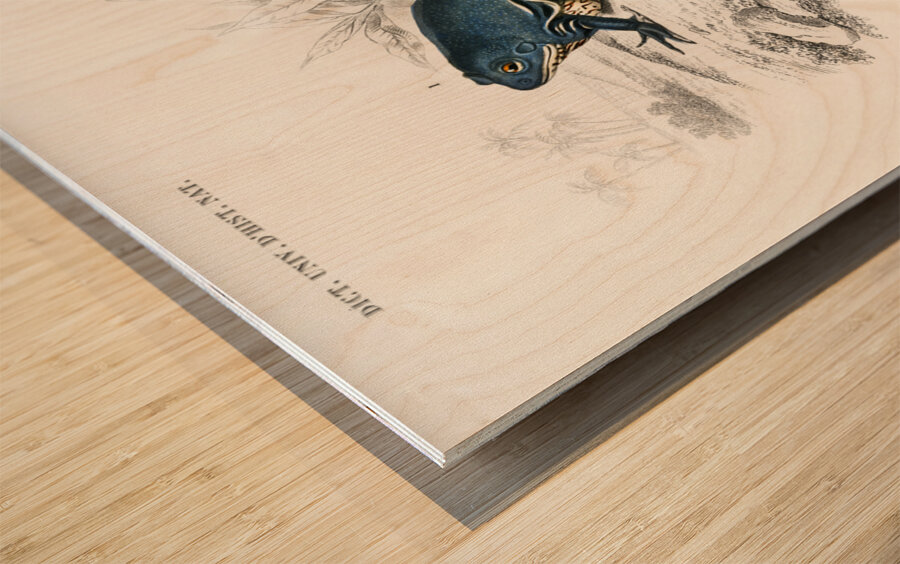 Shrinking frog Pseudis Merianae and Black-spotted casque-headed tree Trachycephalus geographieus Wood print