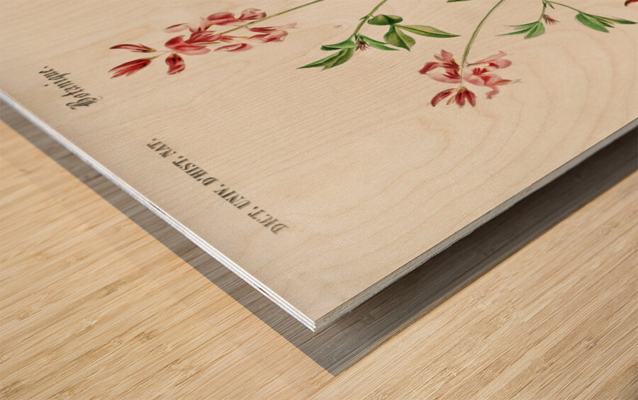 Indigofera procumbens Wood print