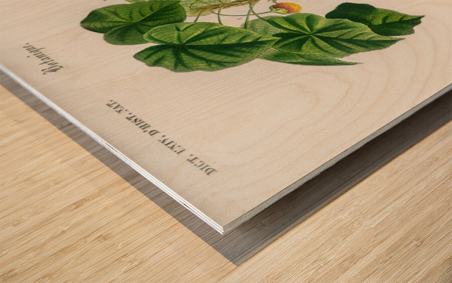 Astrapoea Wallichii Wood print