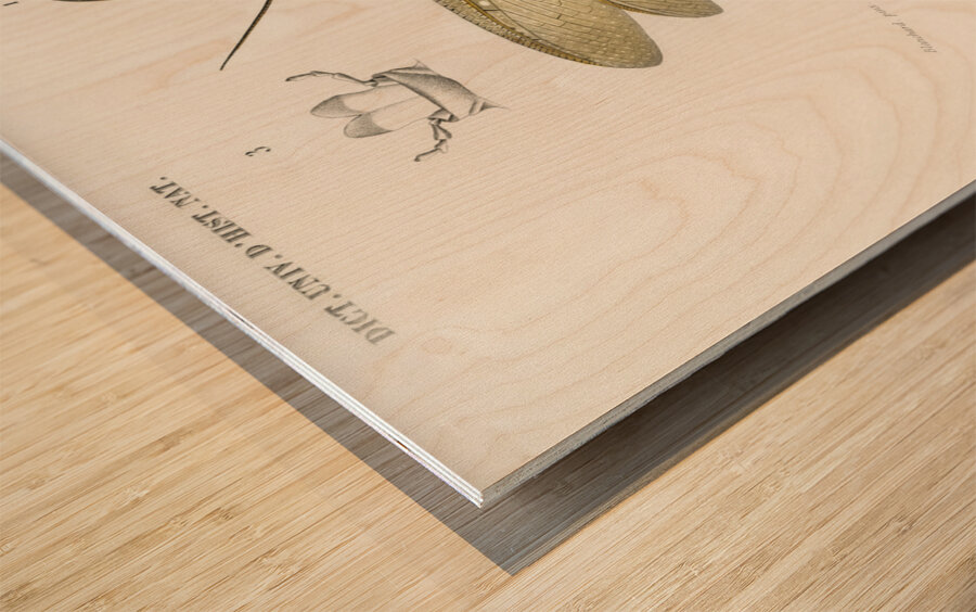 Eastern dobsonfly Corydalus cornutus Wood print