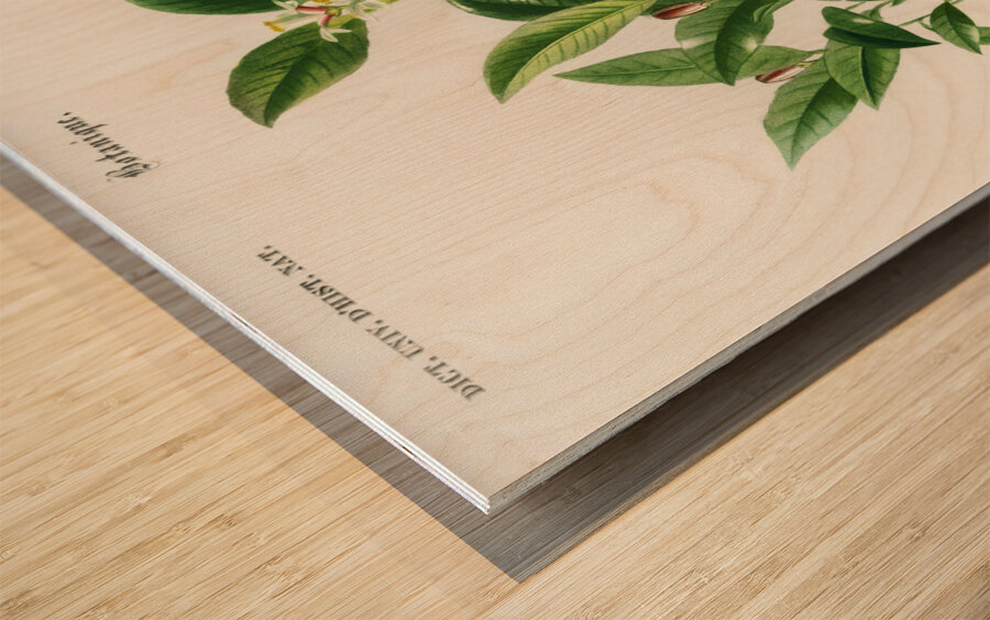 Lemon Citrus Limonium Wood print