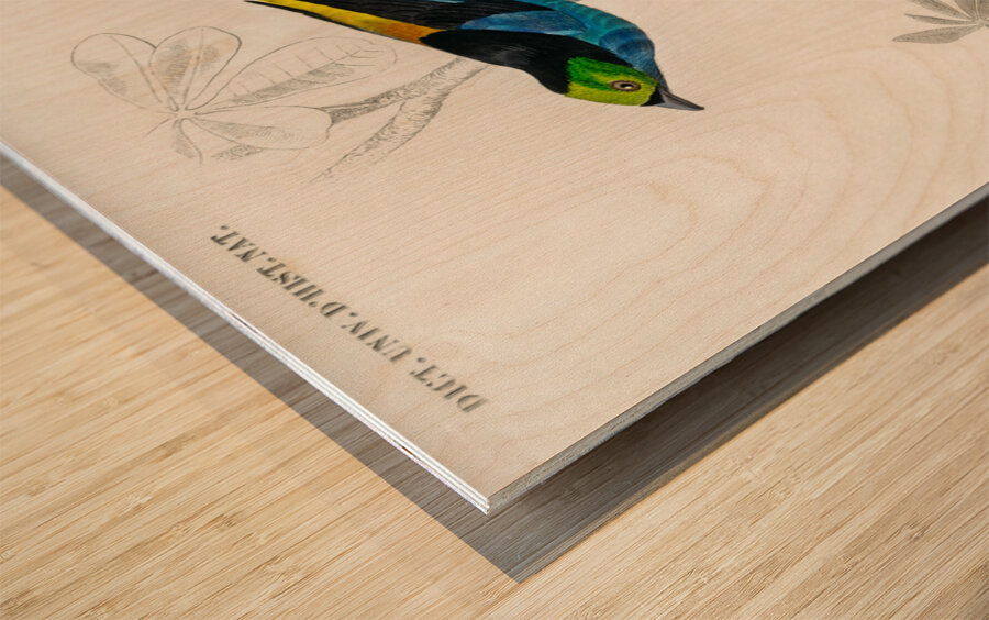 Different types of birds Wood print