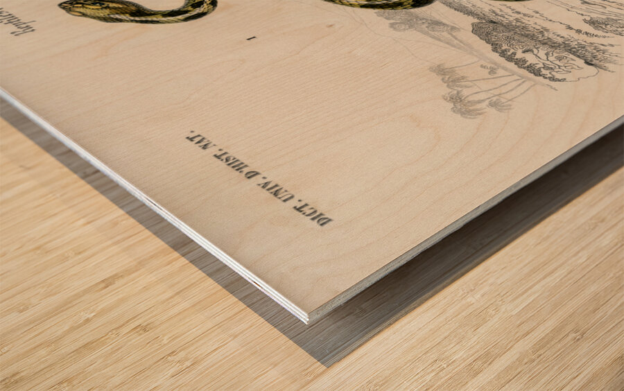 Rattlesnake Crotale and Saharan horned Viper Cerastes Wood print