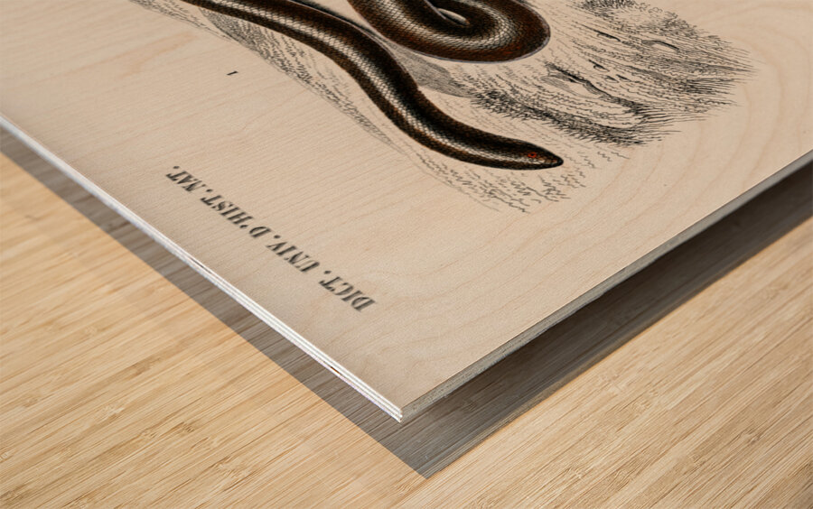 Eryx and the Red-tailed boa Wood print