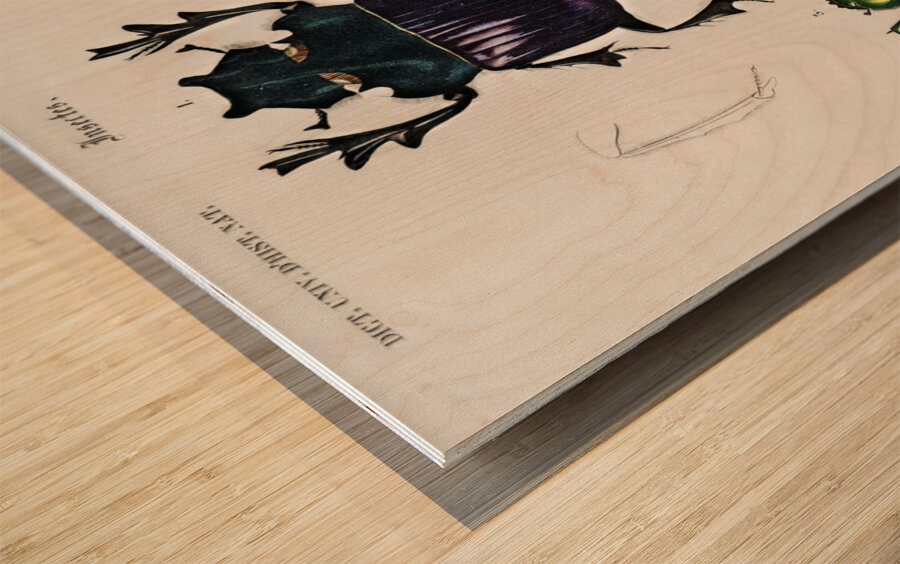 Different types of insects Impression sur bois