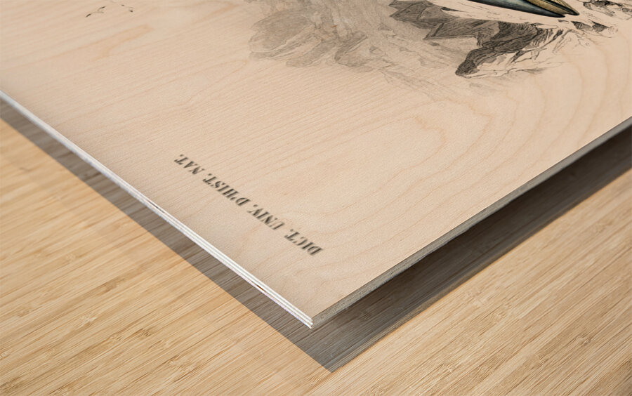 Balaenoptera rorqual Wood print