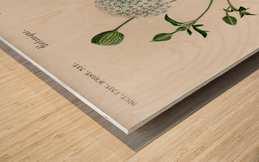 ictionnaire Universel D histoire Naturelle D Orbi 1694478892.938 Wood print