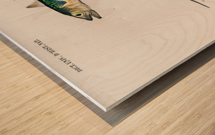 Different types of beetles Wood print