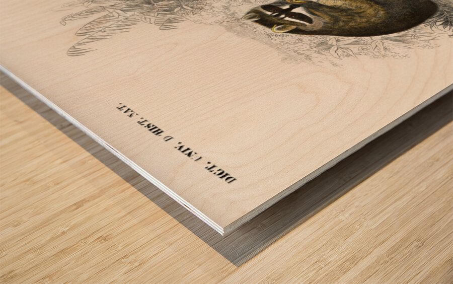 Raccoon Procyon lotor Wood print