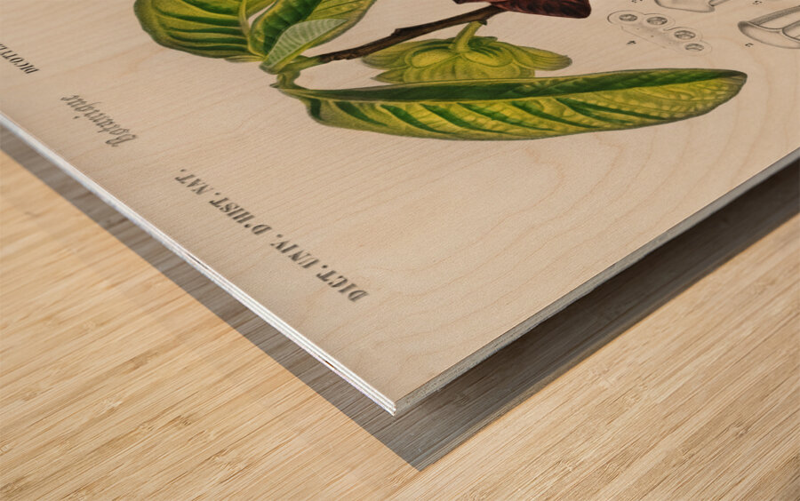 Asimina triloba Wood print