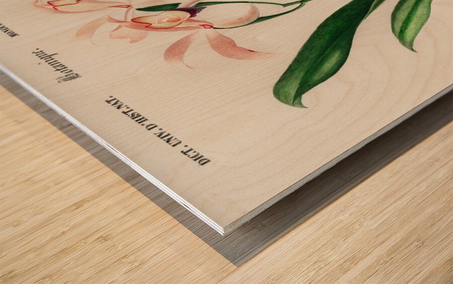 Lelia cattleioides Wood print