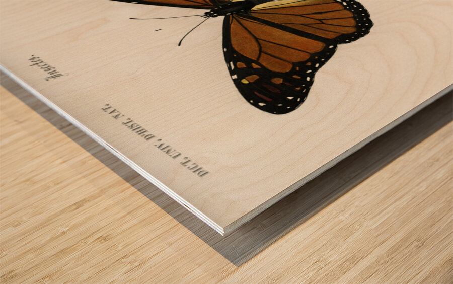 Amphisbaena fuliginosa spotted worm lizard Typhlops lumbricalis blind snakes Vropeltis Philippinus shield tail snakes Wood print