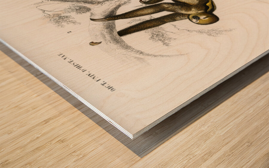 Three-toed Sloth Bradypus ustus and Aye-aye Cheiromys madagascariensis Wood print